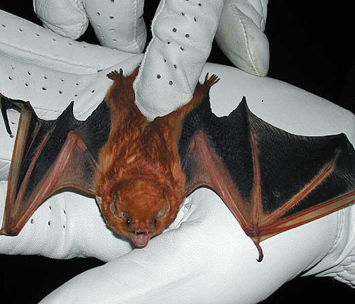 Eastern red bat